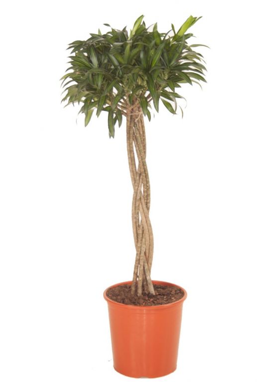 Dracaena Song of Jamaica