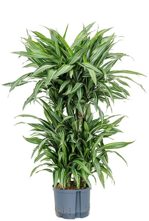 Monstera Siltepecana