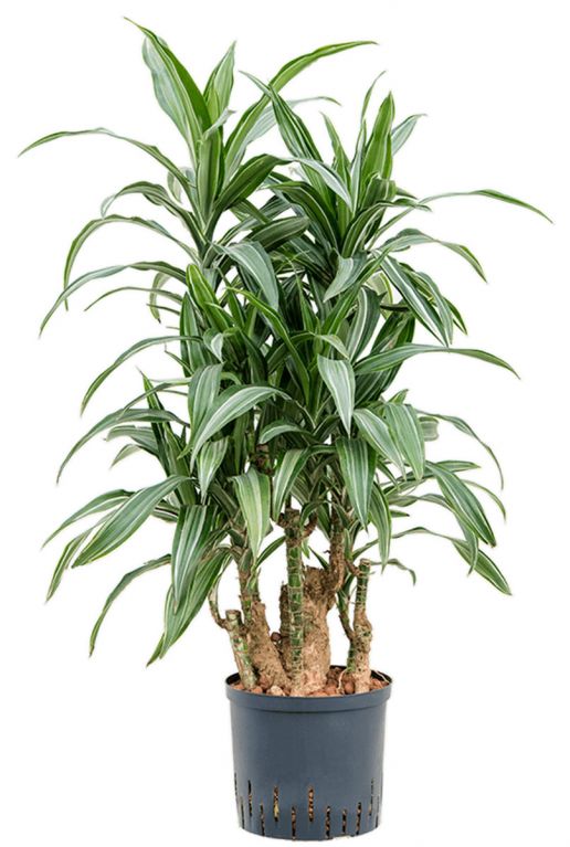 Dracaena ulises stam