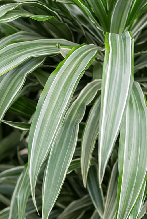 Dracaena warneckei blad 3