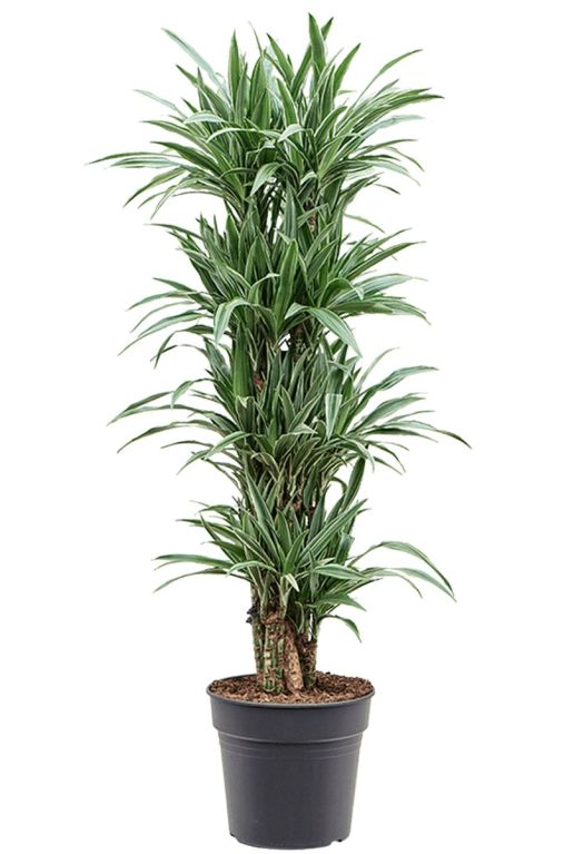 Dracaena warneckei p31