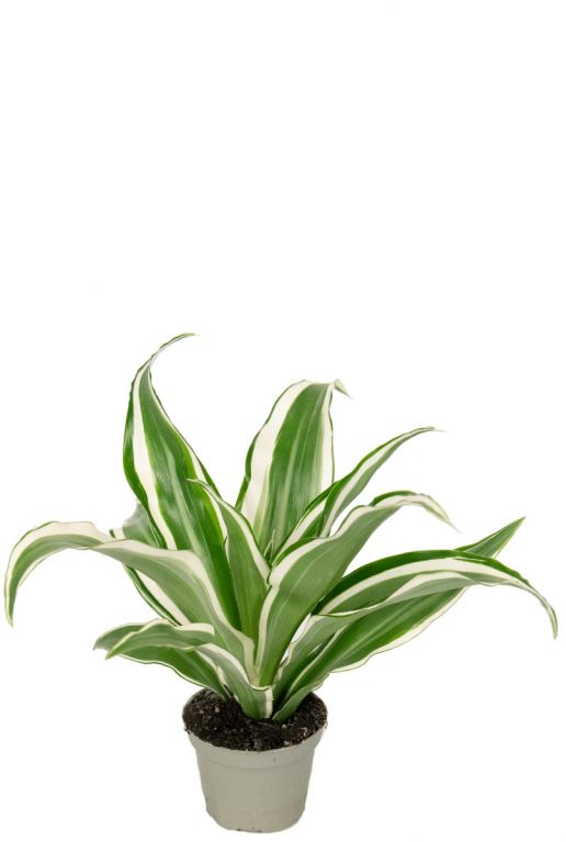 Dracaena white