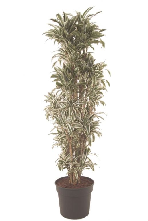 Dracaena white jewel kamerplant