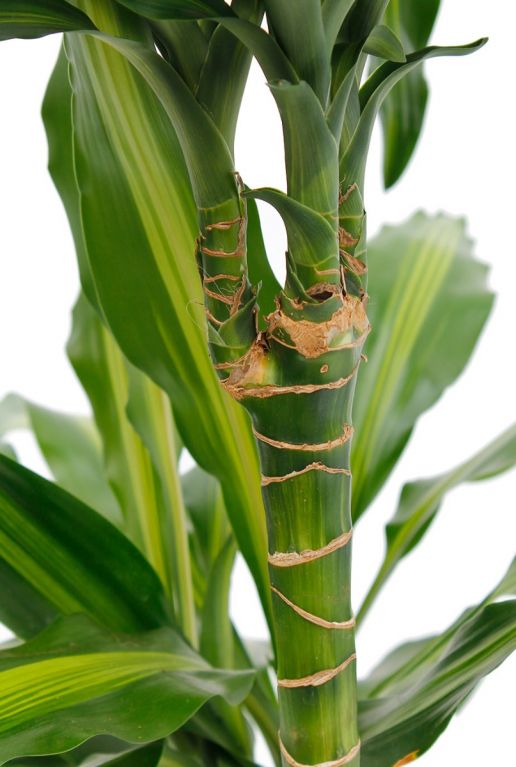 Stängel der Dracaena (Drachenbaum) Cintho