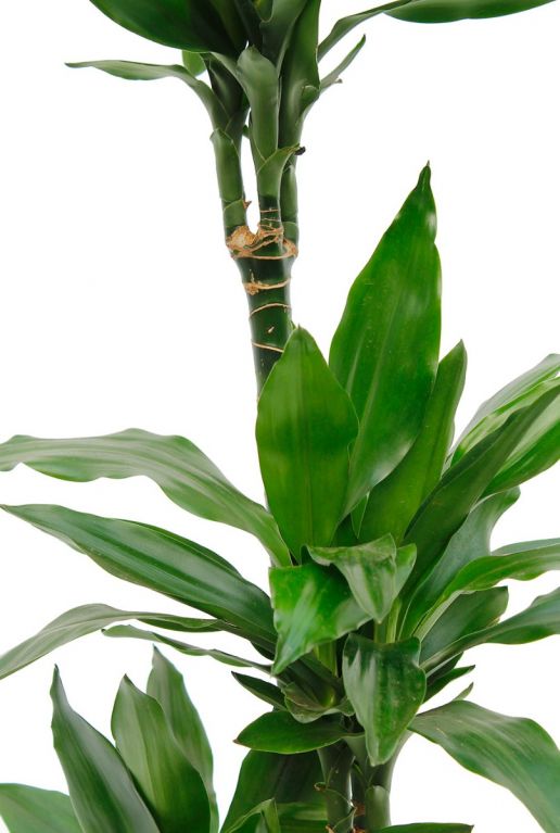 Drachenbaum blatt
