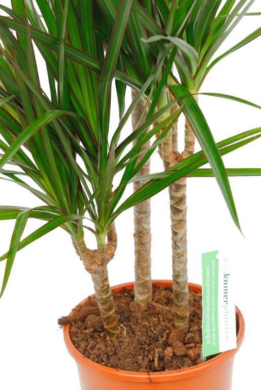 Dracaena  auf stamm