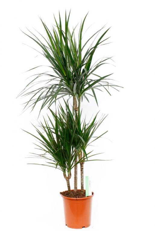 Dracaena Marginata zimmerpflanze