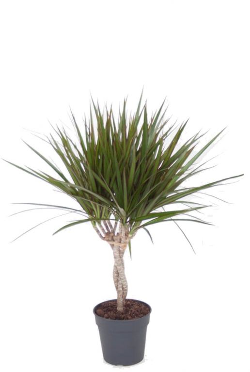 Dracaena Marginata
