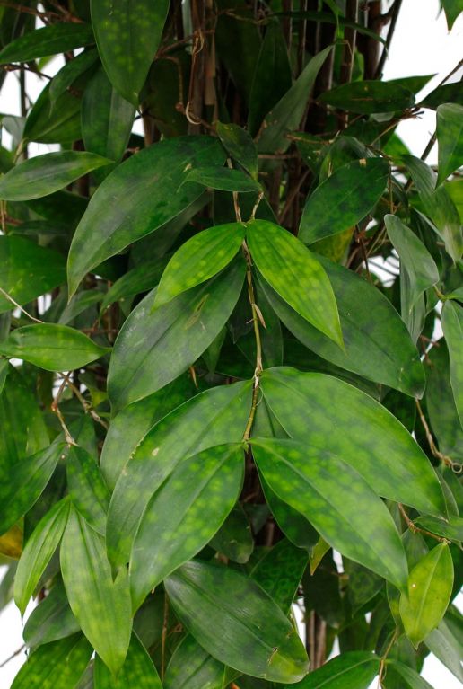 Hoya Krohniana Silver blad