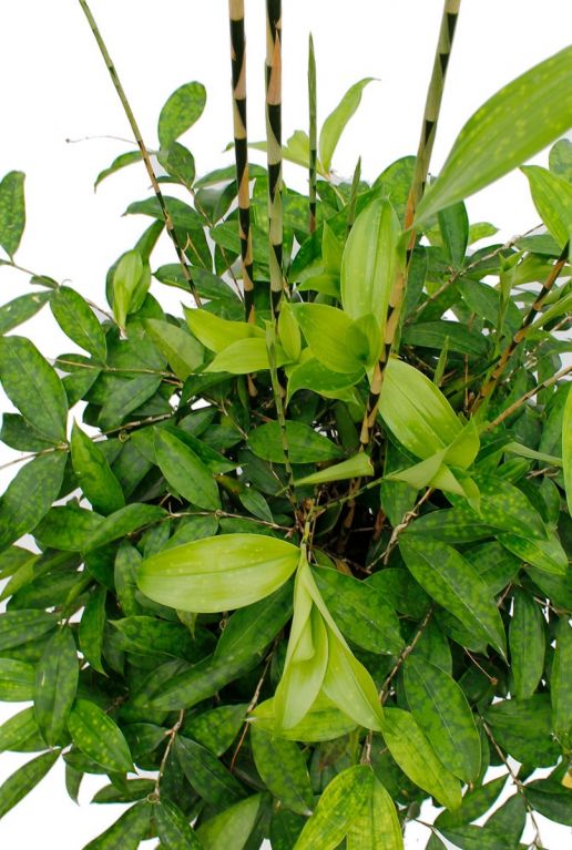Monstera Siltepecana