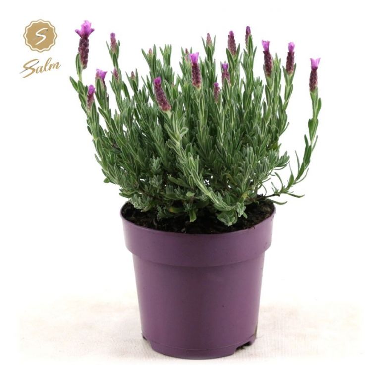 Lavendel Stoechas 'Anouk'® Lavandula 30cm kaufen? 123zimmerpflanzen