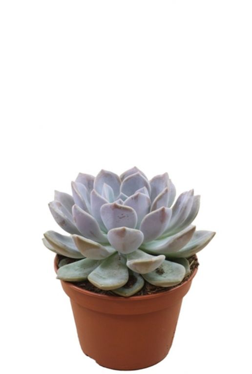 Echeveria grande cinza vetplant