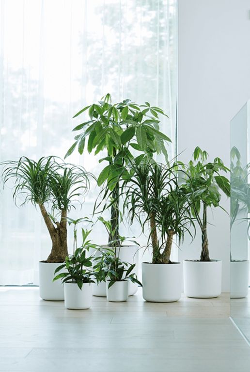 Monstera Siltepecana