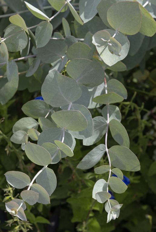 Eucalyptus gunnii azura gartenpflanze p15