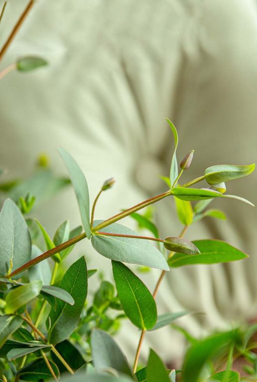 Eucalyptus parvifolia oliva gartenpflanze
