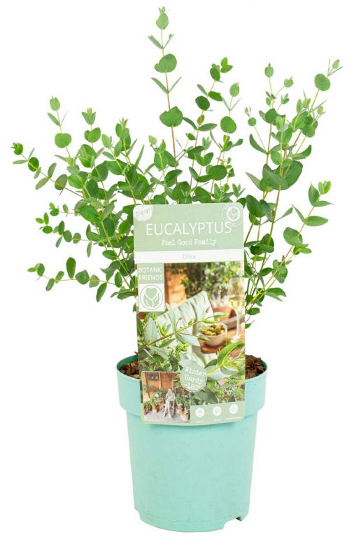 Eucalyptus parvifolia oliva p15