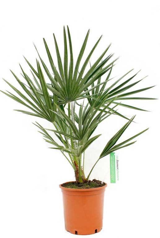 Chamaerops humilis