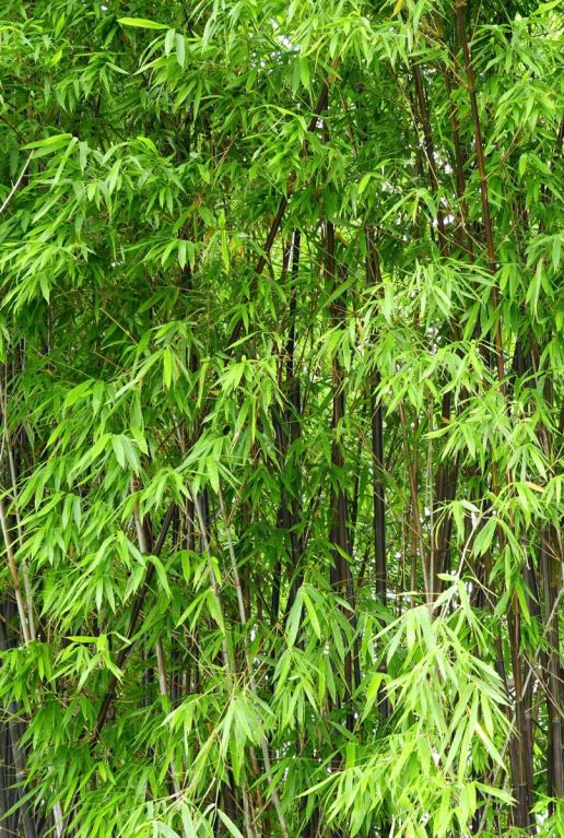 Fargesia nitida black pearl p17 gartenpflanze
