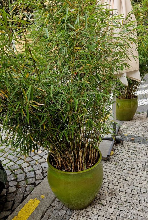 Fargesia rufa bamboo gartenpflanze