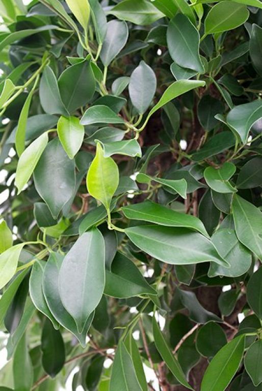 Hoya Krohniana Silver blad