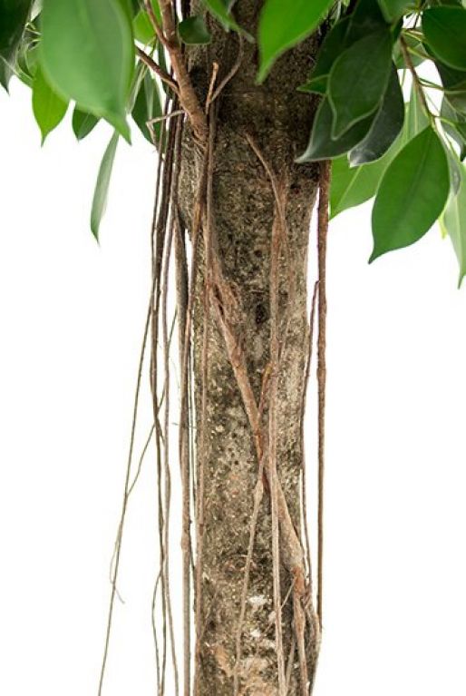 Hoya Krohniana Silver blad