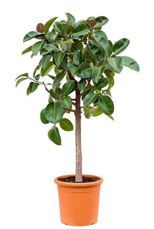 Ficus am stamm