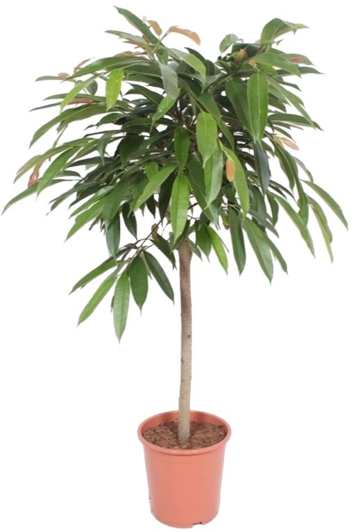 Ficus amstel king plant