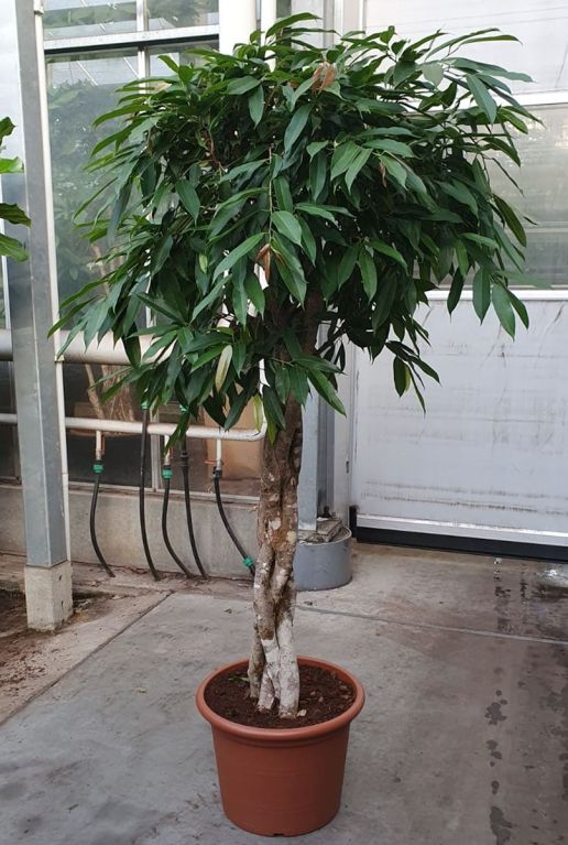 Ficus amstel king stam