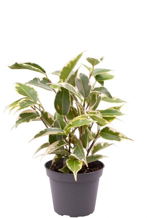 Ficus benjamina samantha
