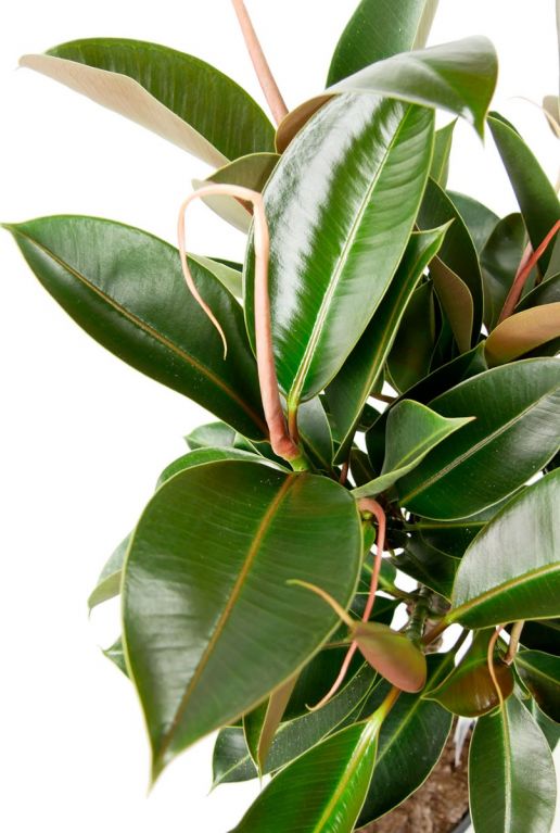 Ficus blatt rosa grün