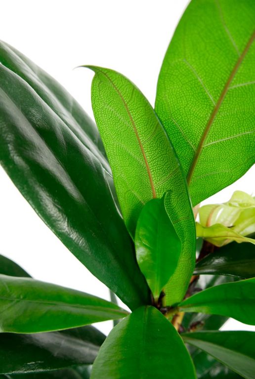 Ficus cyathistipula groen blad 1