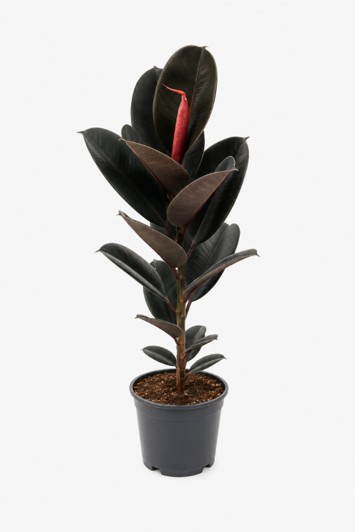 Ficus elastica abdidjan p21