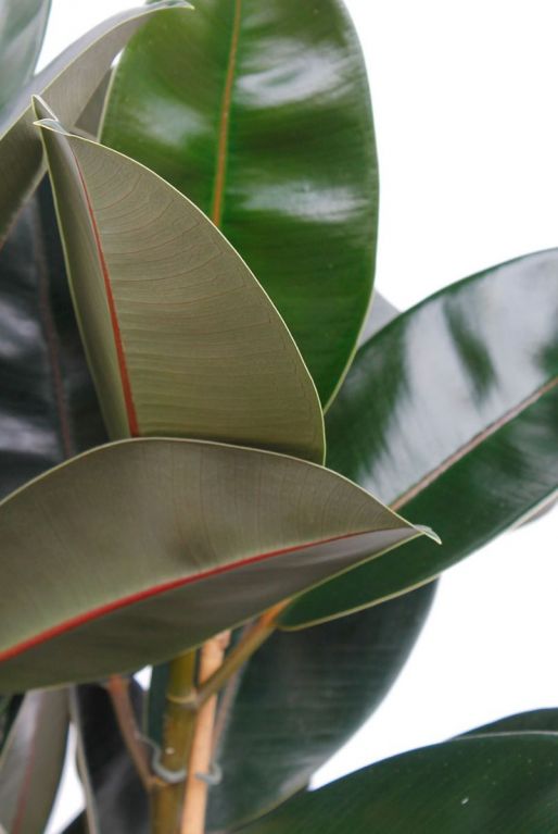 Ficus elastica abidjan 