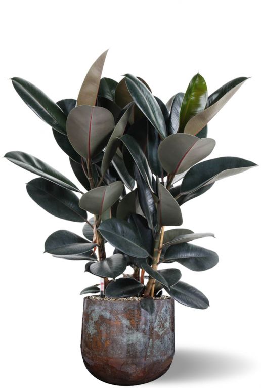 Ficus elastica im topf