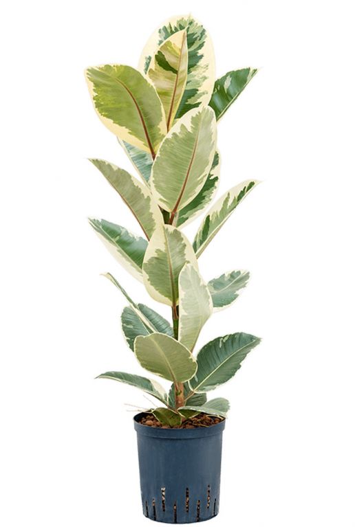 Ficus elastica tineke 2