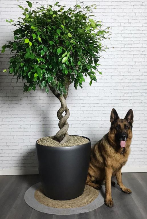 Ficus exotica boom
