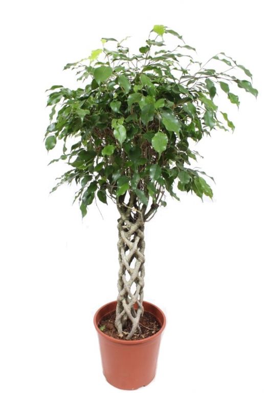 Ficus exotica kamerplant