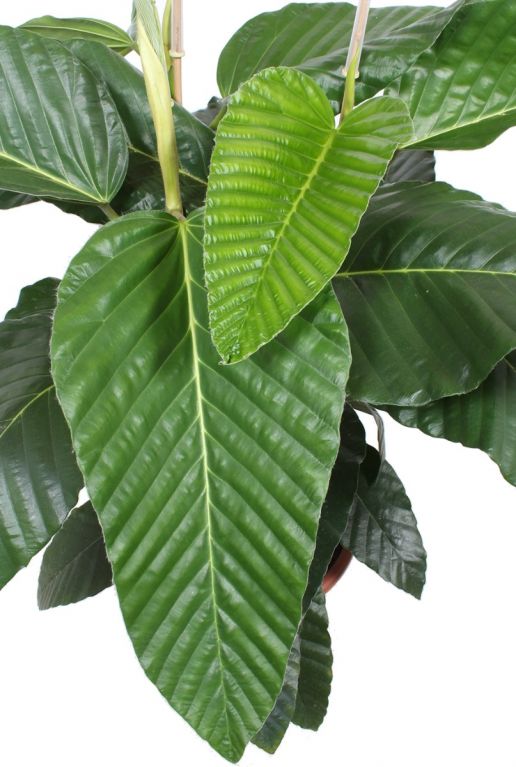 Ficus floris plant blad