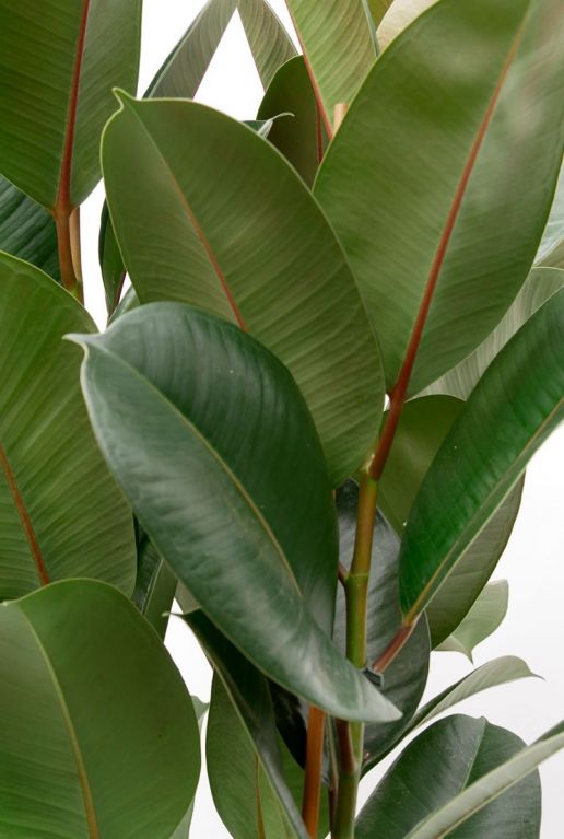 Ficus grote groene bladeren 2