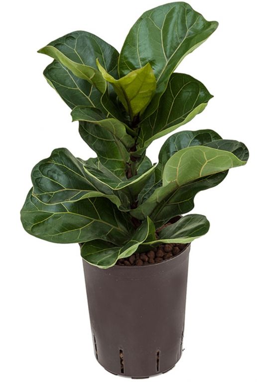 Ficus lyrata bambino hydrokulturpflanze