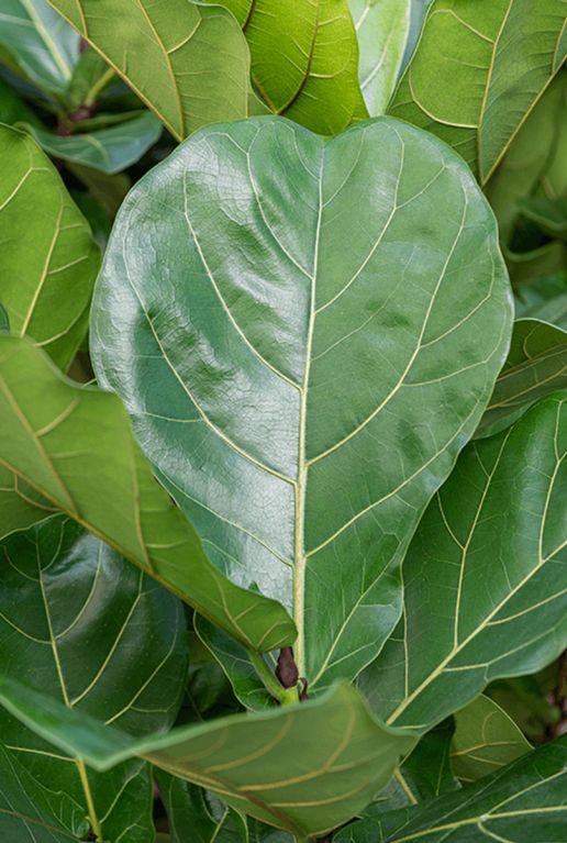 Ficus lyrata Blatt 