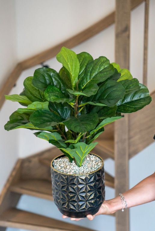 Alocasia Branchifolia Pink Passion blad