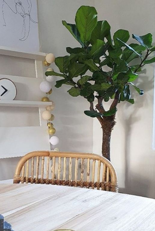 Ficus lyrata tabaksplant kamerplant