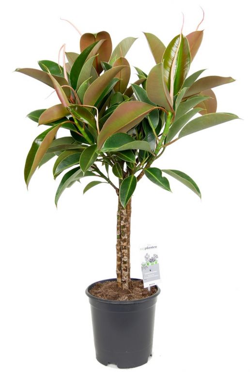 Ficus melany zimmerpflanze auf stamm