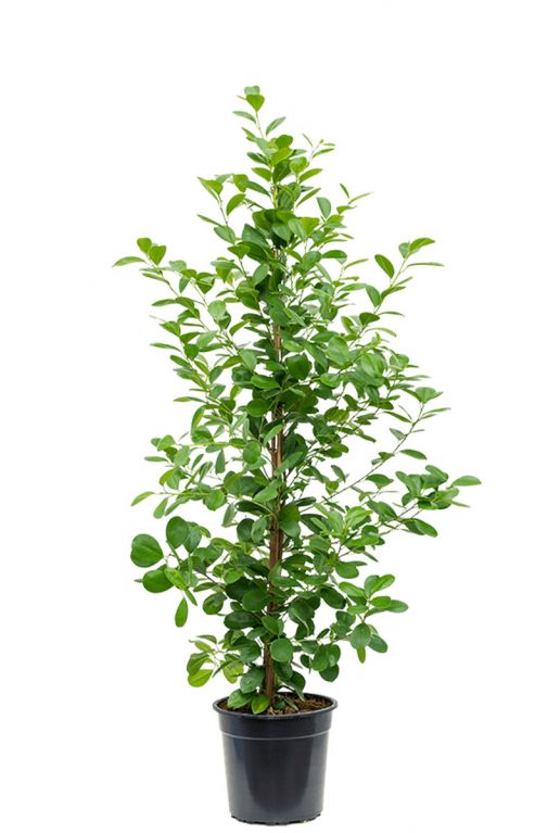 Ficus moclame