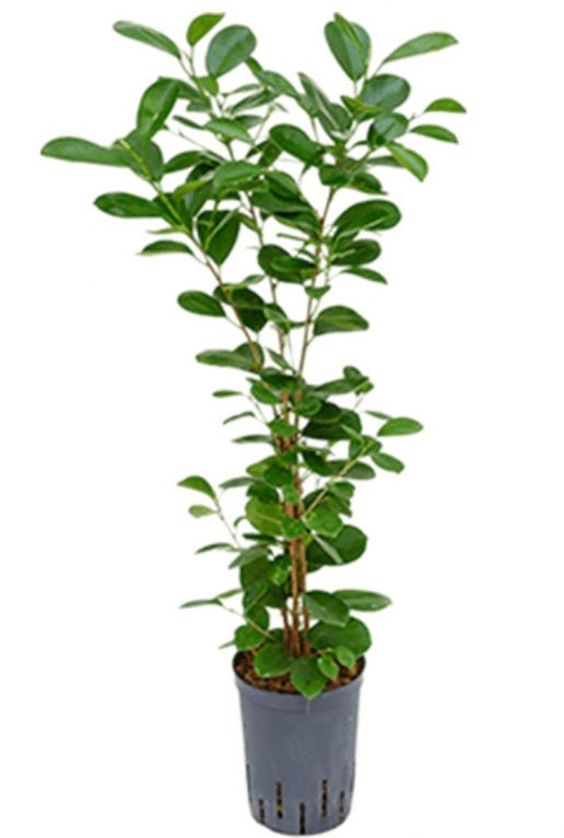 Ficus moclame hydrokultur