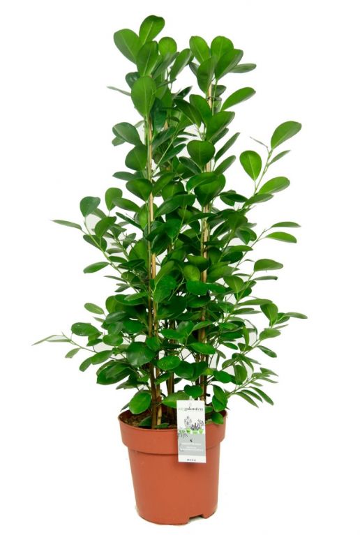 Ficus moclame kamerplant