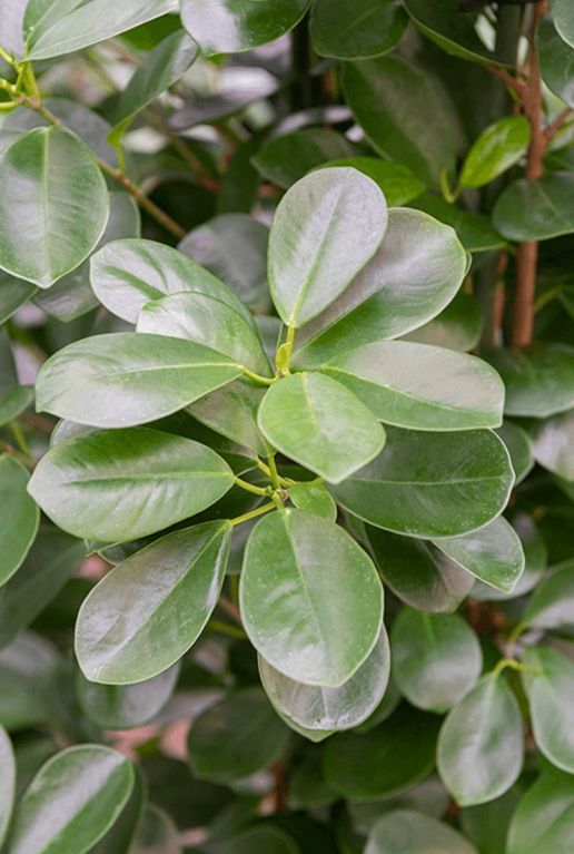 Ficus moclame hydrokulturpflanze blatt