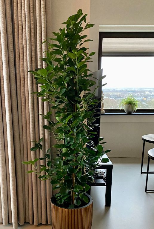 Ficus moclame plant 1