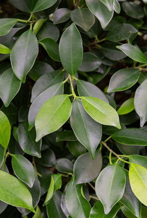 Hoya Krohniana Silver blad